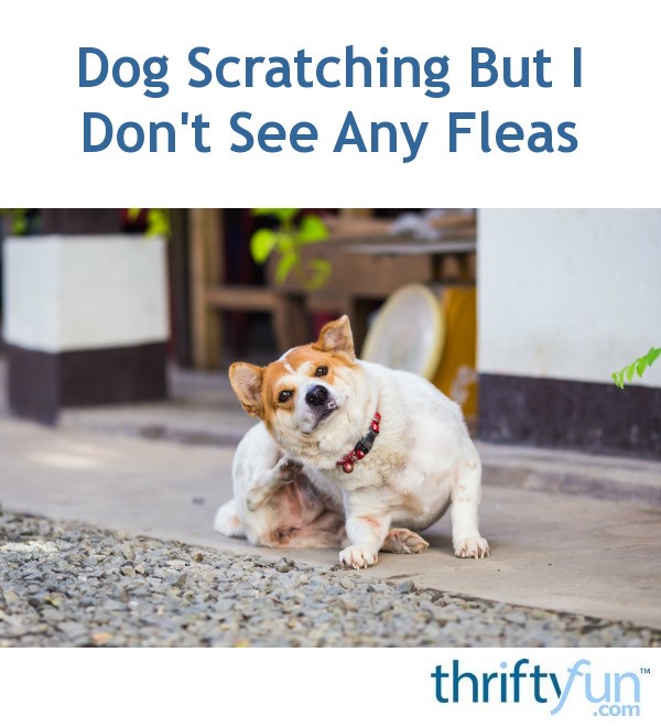 Dog Scratching But I Don't See Any Fleas ThriftyFun