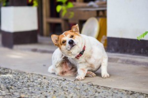 Dog scratching outside on the patio