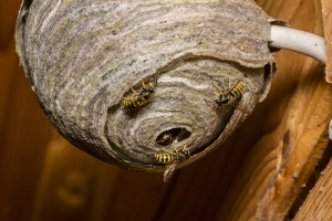 Wasp nest with 3 wasps on the outside.