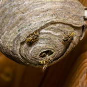 Wasp nest with 3 wasps on the outside.