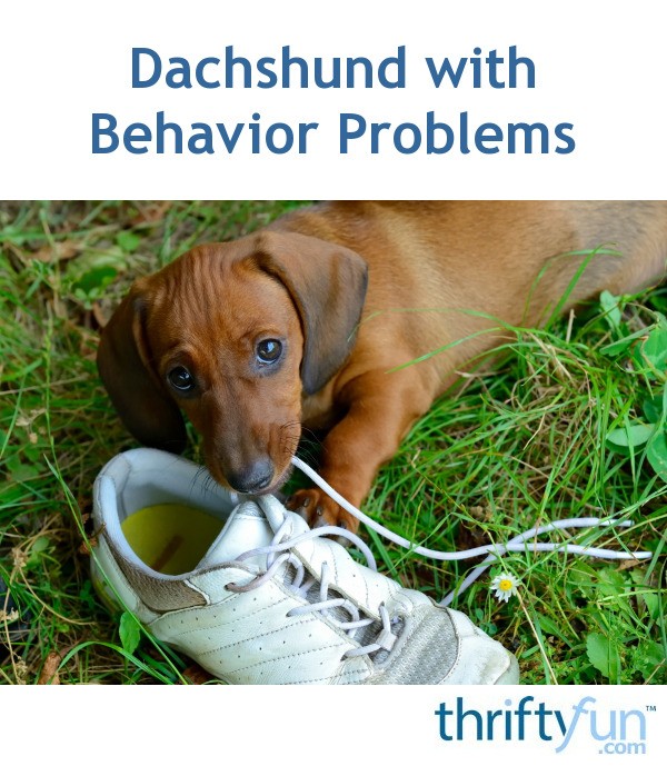 old month behavior 8 problems ThriftyFun Behavior My Problems Dachshund   Has