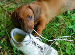 Dachshund puppy plays with shoe outside in grass.