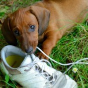 Dachshund puppy plays with shoe outside in grass.