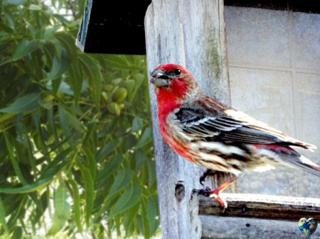 Mr. House Finch Dines On Sunflower Seed - beautiful finch on feeder