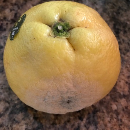 A moldy grapefruit.