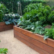 Beautiful raised garden beds filled with plants.