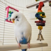 Bird in cage with bird toys.
