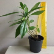 Can Someone Identify This Plant? - multi branched plant with long medium green leaves