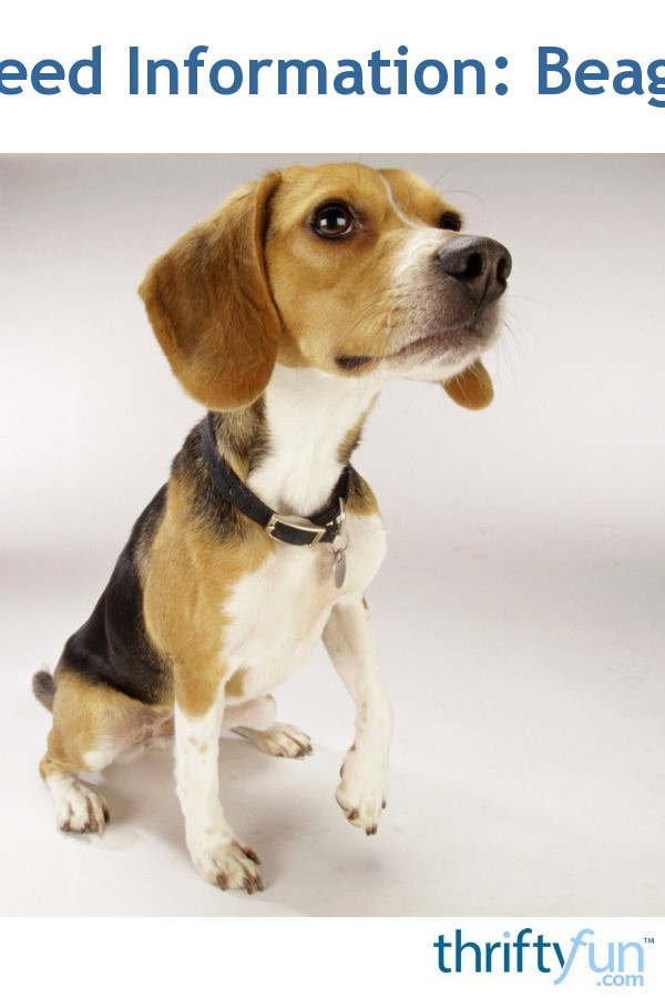 beagle puppy checklist