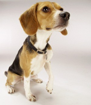 Breed Information: Beagle
