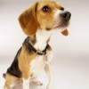 Breed Information: Beagle