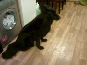 House Trained Dog Pooping Inside - black dog siting on floor in front of the washer