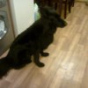 House Trained Dog Pooping Inside - black dog siting on floor in front of the washer
