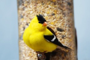 Yellow Finch on a feeder