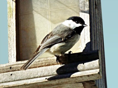 Chickadee at Feeder - bird on wood feeder