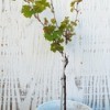 Growing Grape Vines Requires Patience - potted grape vine