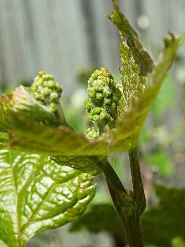 Growing Grape Vines Requires Patience