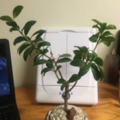 What Is This Houseplant?