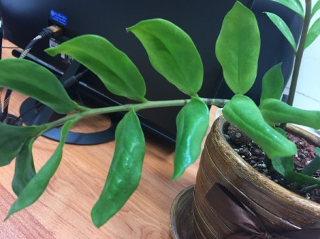 ZZ Plant's Leaves Faded and Curled