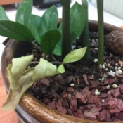 ZZ Plant's Leaves Faded and Curled - curled and dead leaves