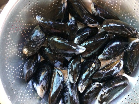 Green Mussels in colander