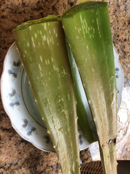 Aloe unpeeled