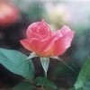 A pink rosebud growing outside.