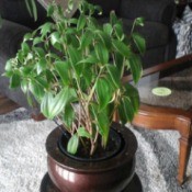 What Is This Houseplant?