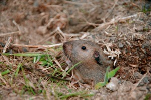Gopher popping his head out of a hole in the ground.
