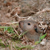 Gopher popping his head out of a hole in the ground.