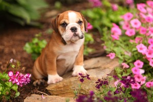 Bull Dog Puppy in a flower bed.