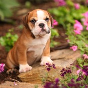 Bull Dog Puppy in a flower bed.