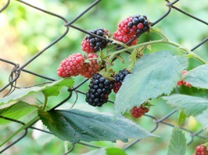 Blackberry vines in a chainlink fence.