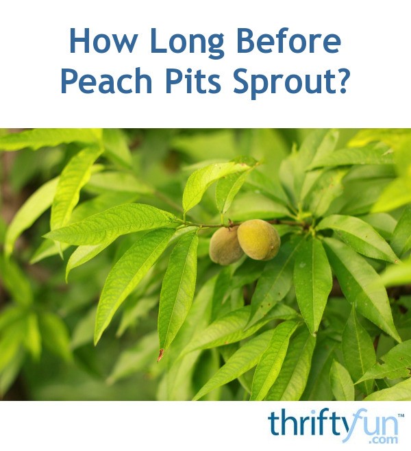 how-long-before-peach-pits-sprout-thriftyfun