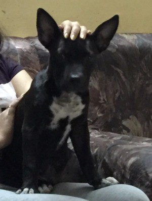 Is My Dog a Pure Bred Pit Bull? - black puppy with large stand up ears