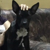 Is My Dog a Pure Bred Pit Bull? - black puppy with large stand up ears