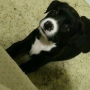 Is My Puppy a Pure Bred Pit Bull? - black and white puppy