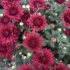 Close up of maroon Chrysanthemums