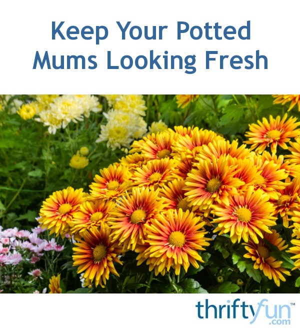 How To Keep Your Potted Mums Looking Fresh ThriftyFun