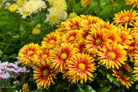 Yellow and orange potted chrysanthemums