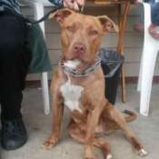 What Breed Is My Dog? brown and white Pit