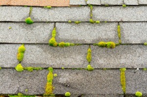 Moss on roof tiles.