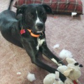 What Breed Is My Dog?