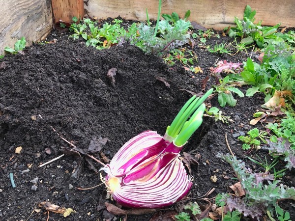 Replanting a Sprouting Onion - lying on top of soil