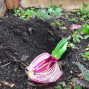 Replanting a Sprouting Onion - lying on top of soil