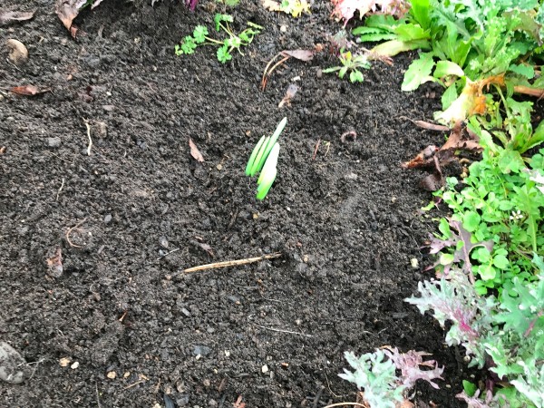 Replanting a Sprouting Onion - sprout sticking up out of the soil