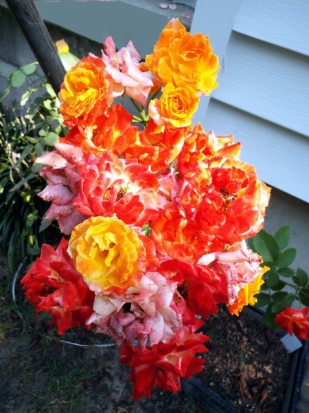 Piñata Rose Cluster - brillante red, yellow, and reddish orange blooms
