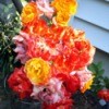 Piñata Rose Cluster - brillante red, yellow, and reddish orange blooms
