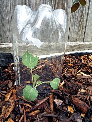 Soda Bottles To Deter Cabbage Moth - upside down soda bottle over young cabbage plant