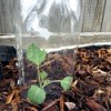 Soda Bottles To Deter Cabbage Moth - upside down soda bottle over young cabbage plant
